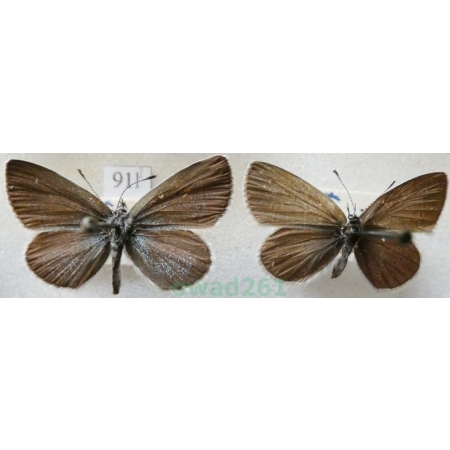 Cupido minimus (Fuessly, 1775) pair Modraszek malczyk Czech91l